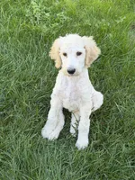 Ray, a male Poodle - Standard  for sale in Saint Johnsbury, VT – 1 of 2