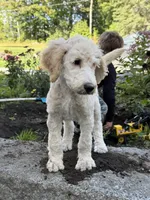 Ray, a male Poodle - Standard  for sale in Saint Johnsbury, VT – 2 of 2