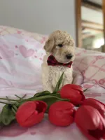 Space, a male Poodle - Standard  for sale in Saint Johnsbury, VT – Photo 1 of 3