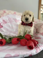 Space, a male Poodle - Standard  for sale in Saint Johnsbury, VT – Photo 2 of 3