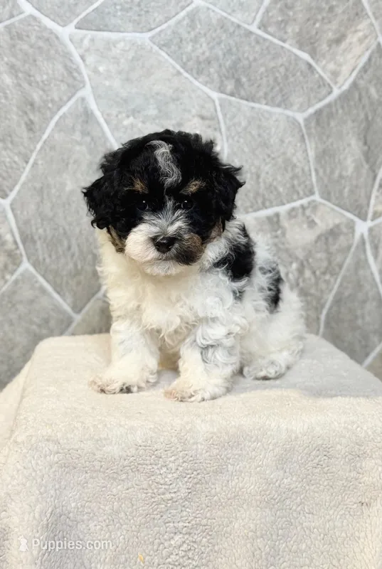Rover – Poodle - Toy  puppy for sale in Arthur, IL