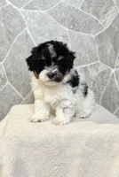 Rover, a male Poodle - Toy  for sale in Arthur, IL – 1 of 1