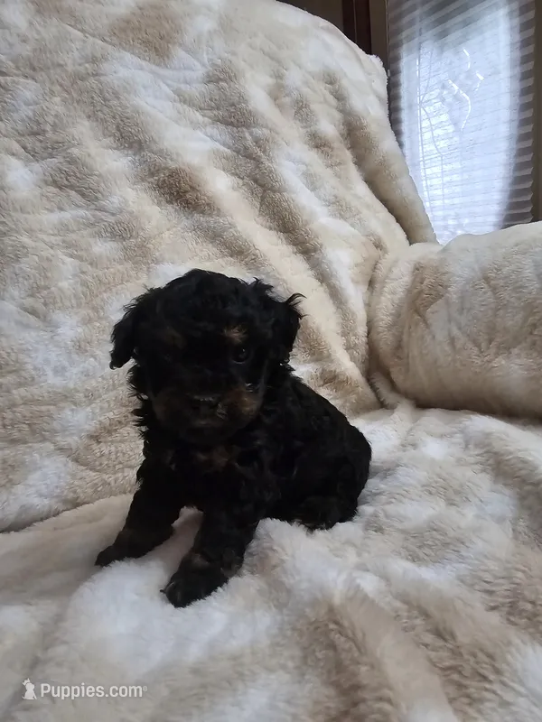 Teddy – Poodle - Toy  puppy for sale in Arthur, IL