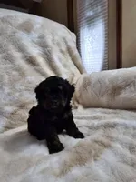Teddy, a male Poodle - Toy  for sale in Arthur, IL – 2 of 4