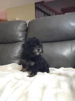 Teddy, a male Poodle - Toy  for sale in Arthur, IL – 4 of 4