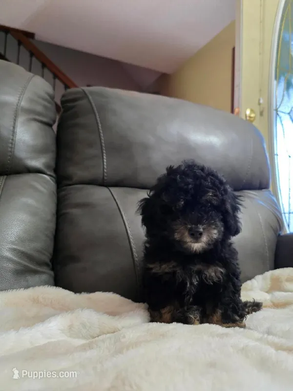 Teddy – Poodle - Toy  puppy for sale in Arthur, IL
