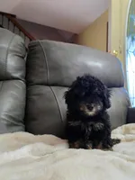 Teddy, a male Poodle - Toy  for sale in Arthur, IL – 1 of 4