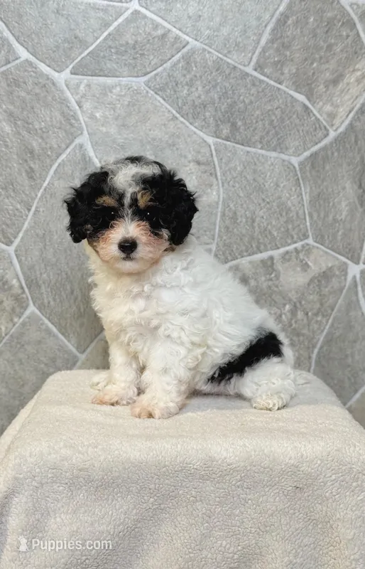 Mocha – Poodle - Toy  puppy for sale in Arthur, IL