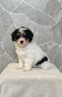 Mocha, a male Poodle - Toy  for sale in Arthur, IL – 1 of 1