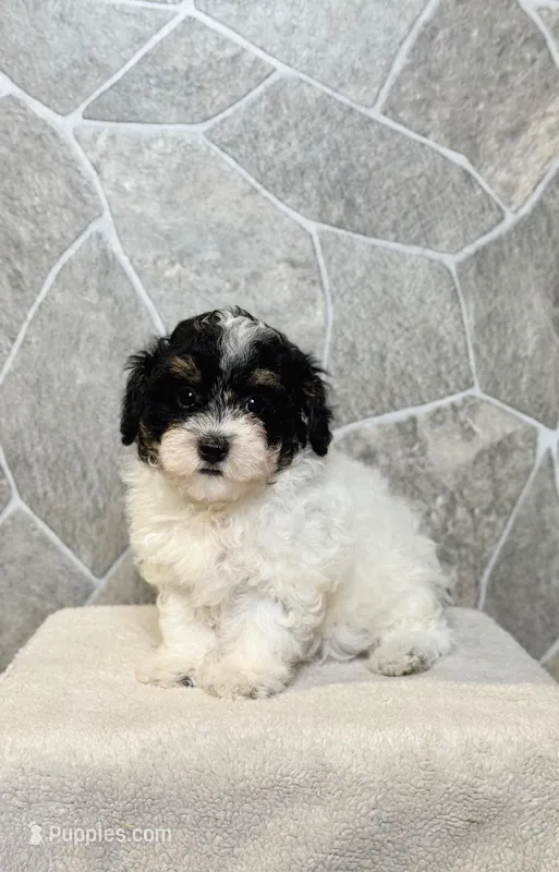 Misty – Poodle - Toy  puppy for sale in Arthur, IL