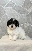 Misty, a male Poodle - Toy  for sale in Arthur, IL – 1 of 1