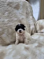 Trevor, a male Poodle - Toy  for sale in Arthur, IL – 4 of 4