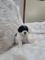 Trevor, a male Poodle - Toy  for sale in Arthur, IL – 1 of 4