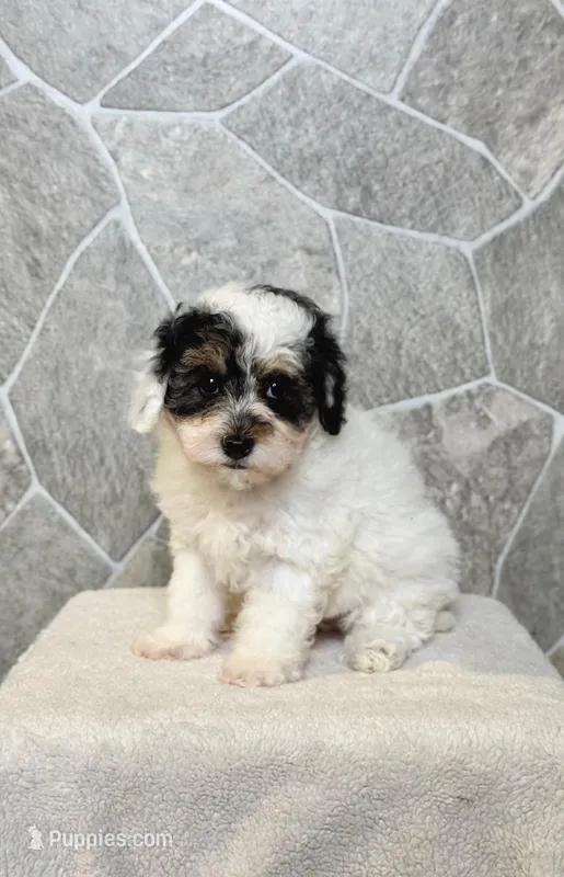 Lacy – Poodle - Toy  puppy for sale in Arthur, IL