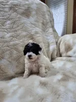 Trevor, a male Poodle - Toy  for sale in Arthur, IL – 3 of 4