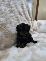 Teddy, a male Poodle - Toy  for sale in Arthur, IL – 3 of 4