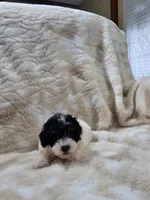 Trevor, a male Poodle - Toy  for sale in Arthur, IL – 2 of 4