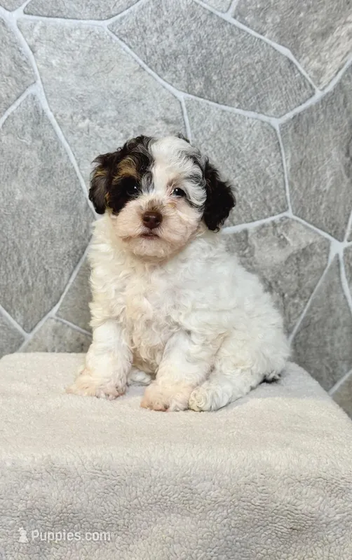 Chloe – Poodle - Toy  puppy for sale in Arthur, IL