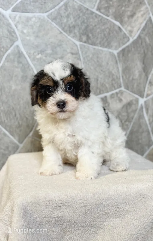 Ranger – Poodle - Toy  puppy for sale in Arthur, IL