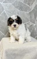 Ranger, a male Poodle - Toy  for sale in Arthur, IL – 1 of 1