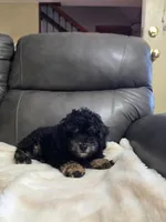 Teddy, a male Poodle - Toy  for sale in Arthur, IL – 3 of 4