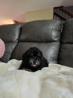 Teddy, a male Poodle - Toy  for sale in Arthur, IL – 2 of 4
