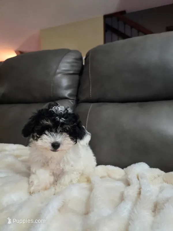 Lacy – Poodle - Toy  puppy for sale in Arthur, IL