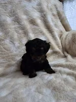 Teddy, a male Poodle - Toy  for sale in Arthur, IL – 4 of 4
