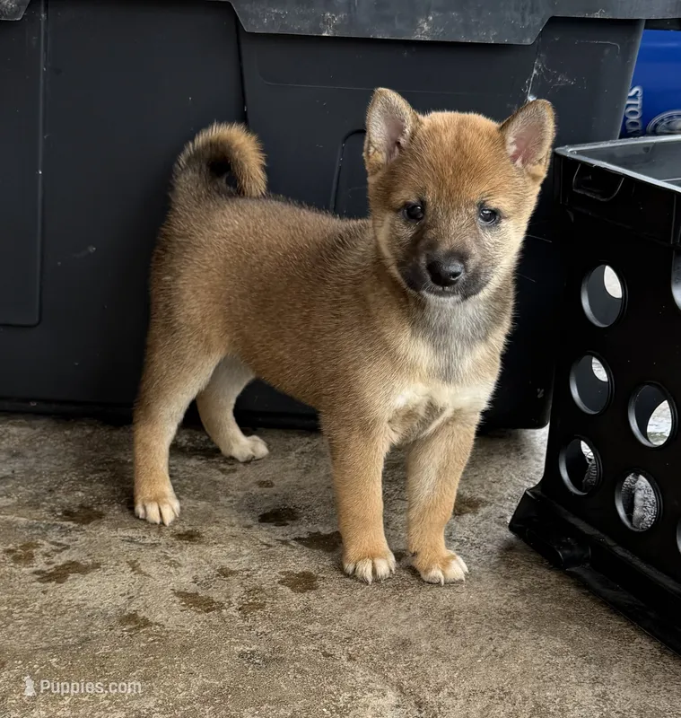 Girl 2  – Shiba Inu puppy for sale in Niangua, MO