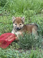 Lil Gretchen , a female Shiba Inu for sale in Niangua, MO – 3 of 9