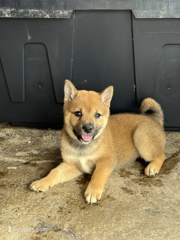Girl 1  – Shiba Inu puppy for sale in Niangua, MO