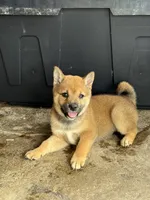 Ember , a female Shiba Inu for sale in Niangua, MO – 2 of 6