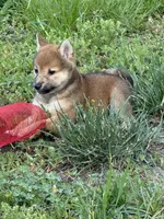 Lil Gretchen , a female Shiba Inu for sale in Niangua, MO – 6 of 9