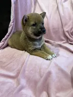 Girl 2 , a female Shiba Inu for sale in Niangua, MO – 2 of 3