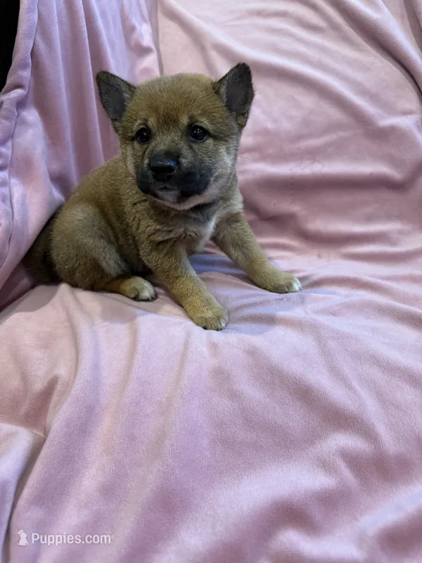 Girl 1  – Shiba Inu puppy for sale in Niangua, MO