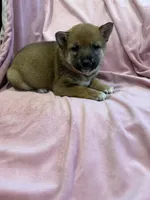 Girl 2 , a female Shiba Inu for sale in Niangua, MO – 3 of 3