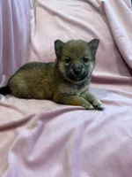 Little girl, a female Shiba Inu for sale in Niangua, MO – 2 of 5