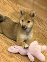 Lil Gretchen , a female Shiba Inu for sale in Niangua, MO – 2 of 9