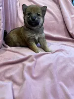 Little girl, a female Shiba Inu for sale in Niangua, MO – 5 of 5