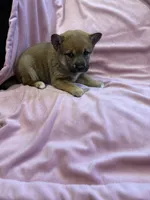 Girl 1 , a female Shiba Inu for sale in Niangua, MO – 4 of 4