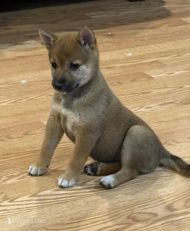 Autumn  – Shiba Inu puppy for sale in Niangua, MO