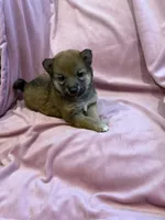 Little girl, a female Shiba Inu for sale in Niangua, MO – 4 of 5