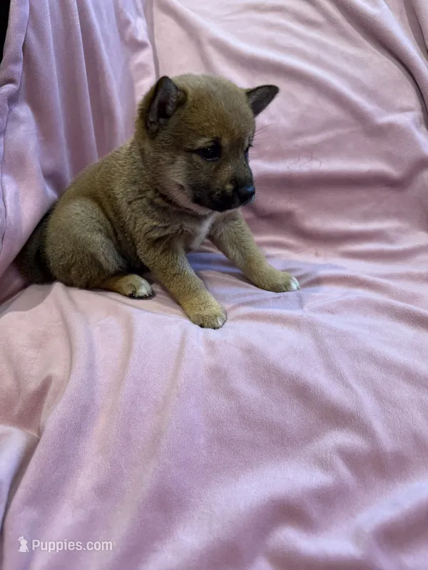 Girl 1  – Shiba Inu puppy for sale in Niangua, MO