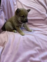 Girl 1 , a female Shiba Inu for sale in Niangua, MO – 3 of 4
