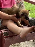 Lil Gretchen , a female Shiba Inu for sale in Niangua, MO – 7 of 7
