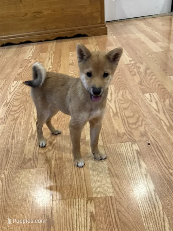 Lil Gretchen  – Shiba Inu puppy for sale in Niangua, MO