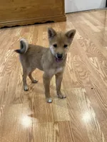 Lil Gretchen , a female Shiba Inu for sale in Niangua, MO – 1 of 10