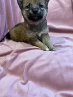 Little girl, a female Shiba Inu for sale in Niangua, MO – 3 of 5