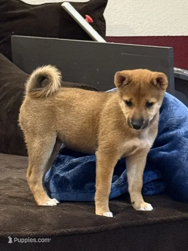 Autumn  – Shiba Inu puppy for sale in Niangua, MO