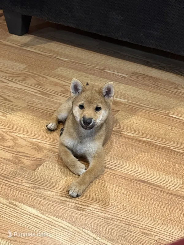 Lil Gretchen  – Shiba Inu puppy for sale in Niangua, MO